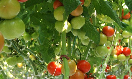 jaunumi-par-tomatiem