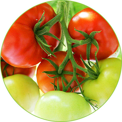 tomatini